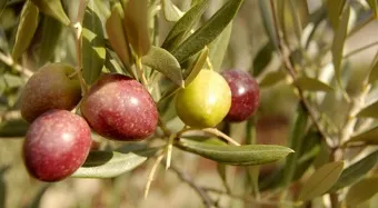 לין: תחרות אמת חייבת להיות של הייצור המקומי כולו מול הייבוא