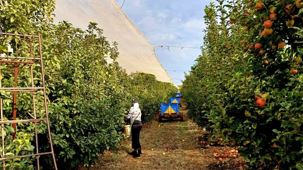 מחסור בעובדים במגזר החקלאות 