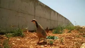 צילום: רשות הטבע והגנים 