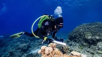 סקר ניטור מפרץ אילת. צילום: המכון הבין אוניברסיטאי