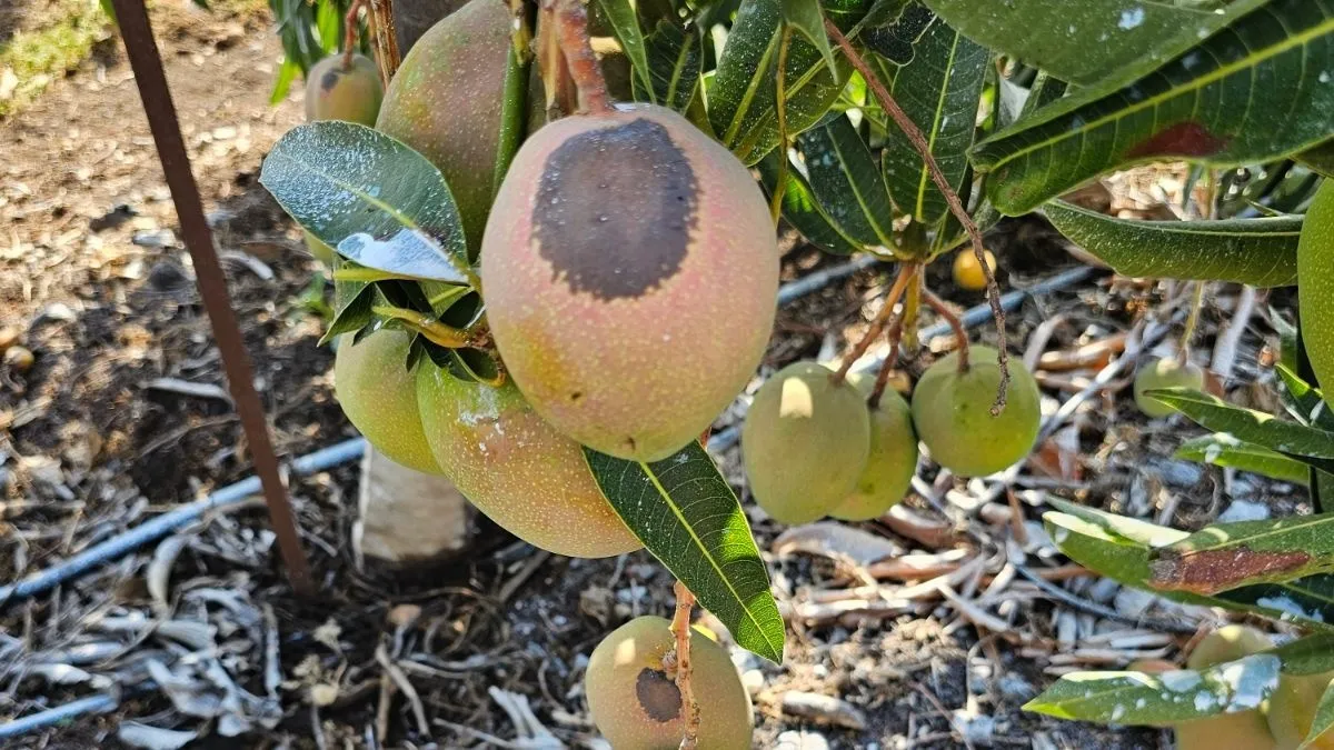 נזקי חום במנגו. צילום: אסף שמיר